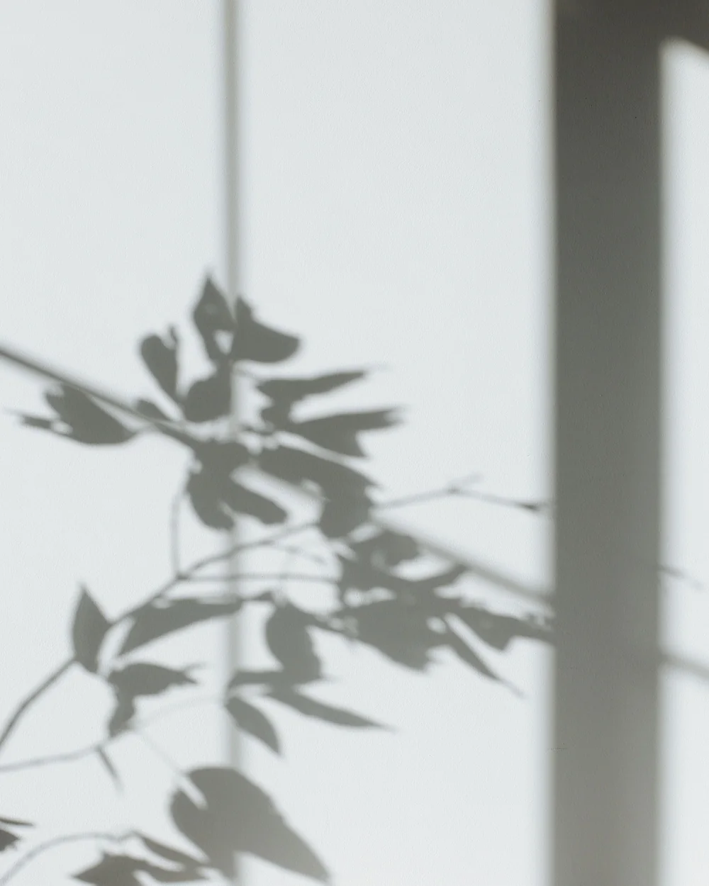 L'ombre d'une branche sur un mur clair; image d'ambiance